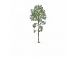 Slippery elm tree 3d model preview