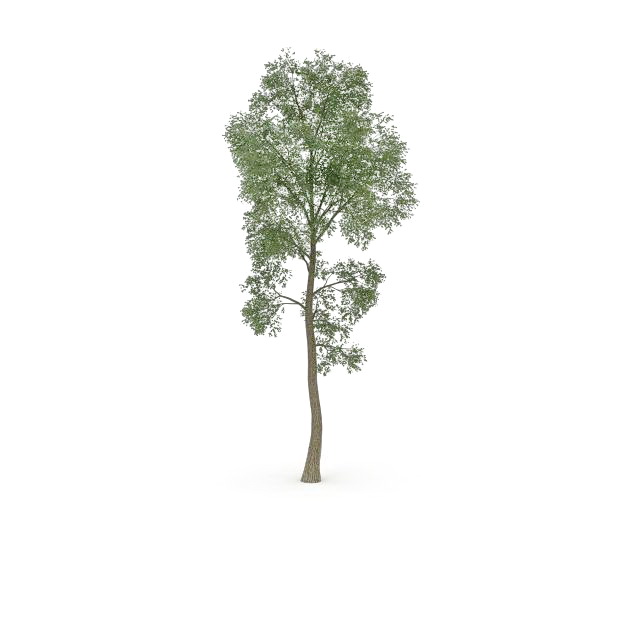 Slippery elm tree 3d rendering