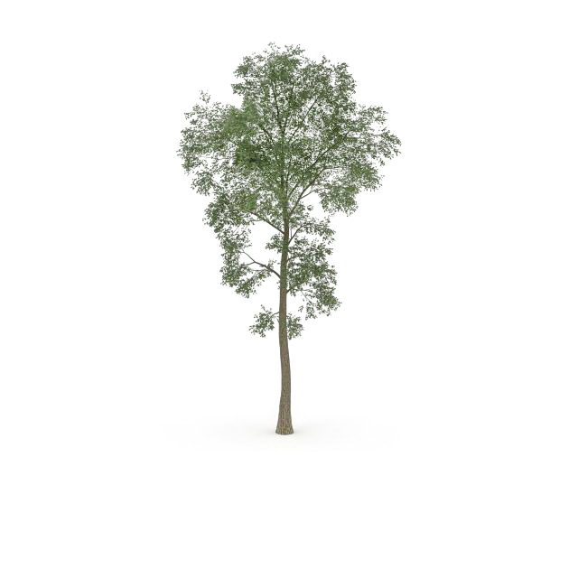 Slippery elm tree 3d rendering