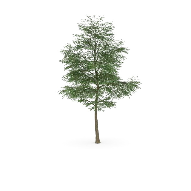 Cottonwood poplar tree 3d rendering