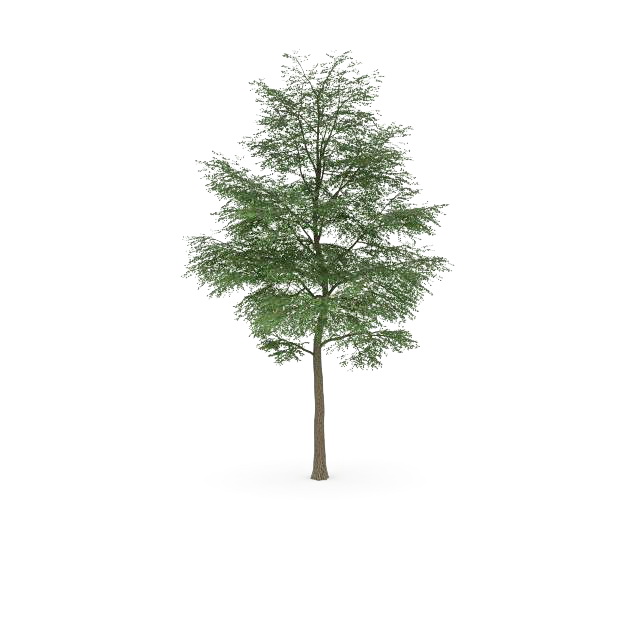 Cottonwood poplar tree 3d rendering