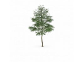 Cottonwood poplar tree 3d model preview
