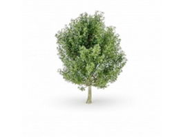 Acer saccharum 3d model preview