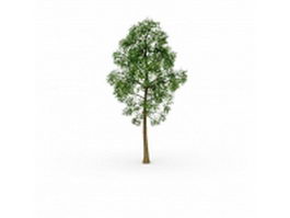 Rock elm tree 3d model preview