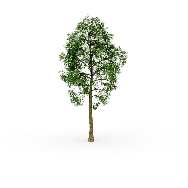 Rock elm tree 3d rendering