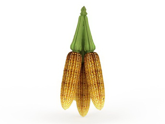 Harvest corn maize 3d rendering