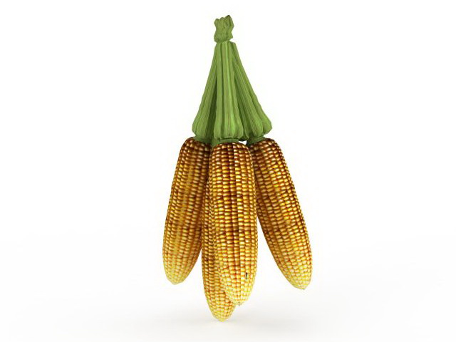 Harvest corn maize 3d rendering