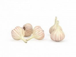European garlic 3d model preview