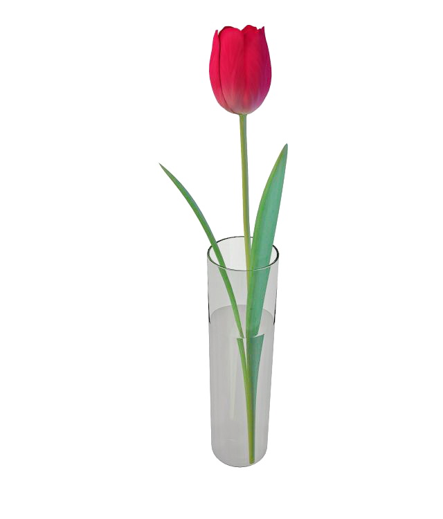 Red  tulip in glass vase 3d rendering