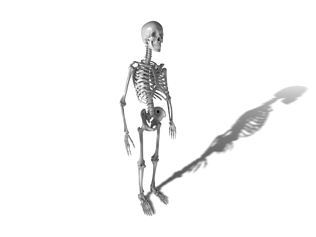 Adult human skeleton 3d rendering