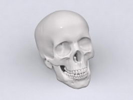 Adult human skull 3d model preview