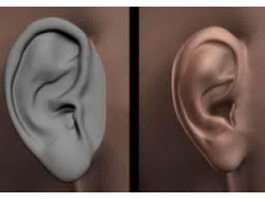 Human ear 3d model preview