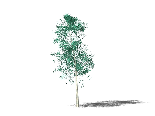 Small ornamental tree 3d rendering