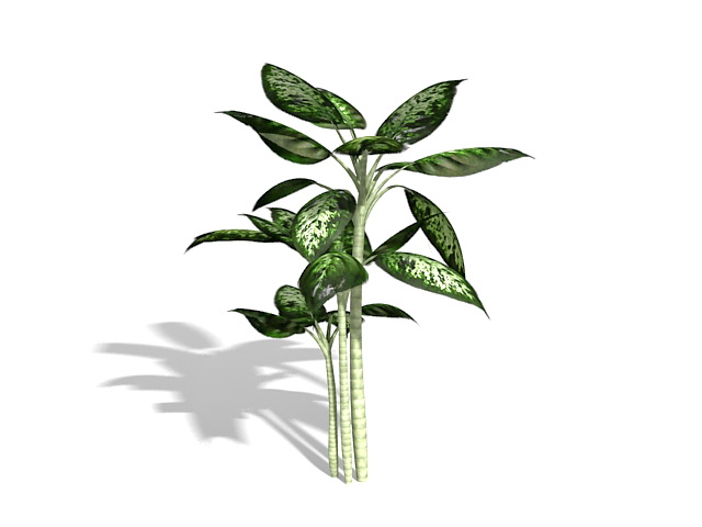 Dieffenbachia plant 3d rendering