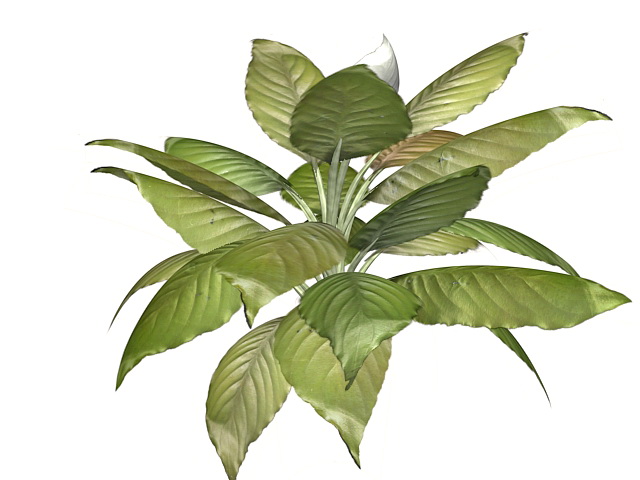 Peace Lily indoor plant 3d rendering