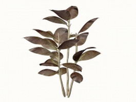 Ornamental rubber plant 3d model preview