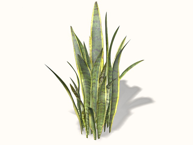 Sansevieria plants 3d rendering