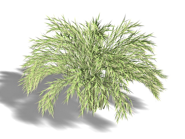 Phyllostachys Asian bamboo 3d rendering