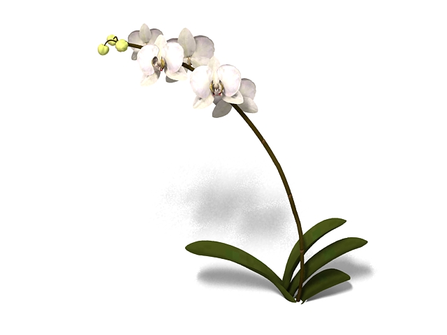 Phalaenopsis Orchid flower 3d rendering
