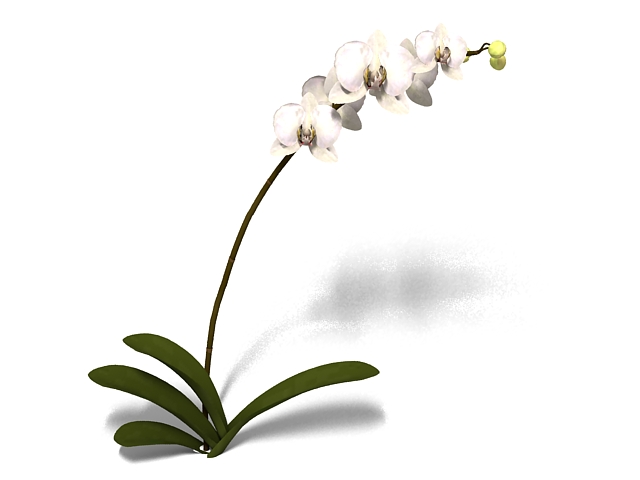 Phalaenopsis Orchid flower 3d rendering
