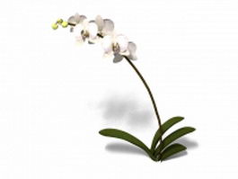 Phalaenopsis Orchid flower 3d model preview