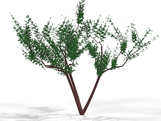 Yard small tree 3d rendering