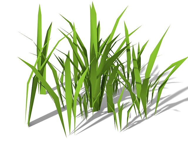 Stout bamboo grass 3d rendering