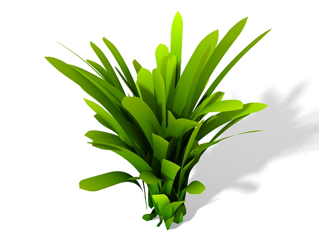 Dracaena fragrans plant 3d rendering
