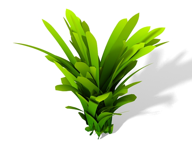 Dracaena fragrans plant 3d rendering