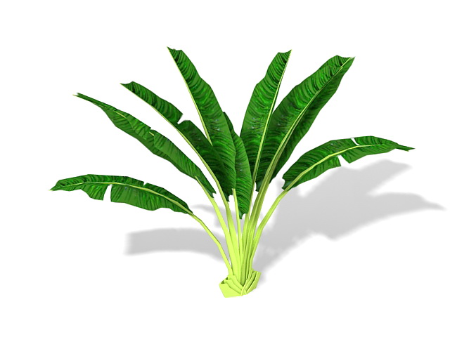 Plant of banana 3d rendering