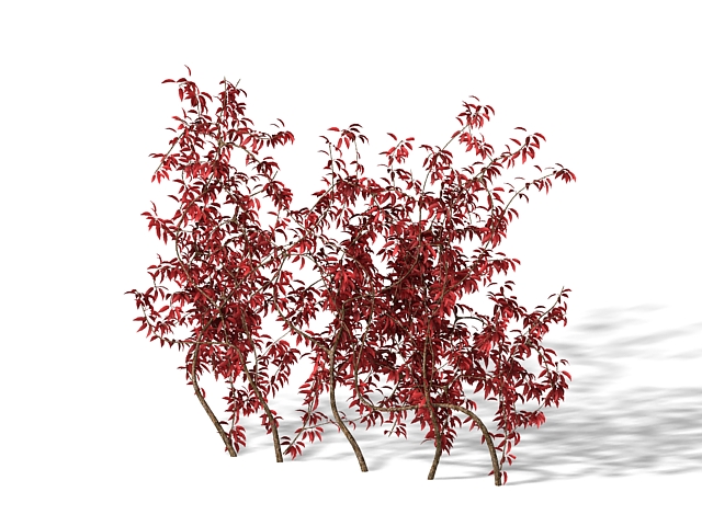 Burning bush plant 3d rendering