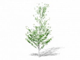 Weeping fig tree 3d preview