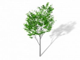 Ficus benjamina Weeping Fig 3d model preview