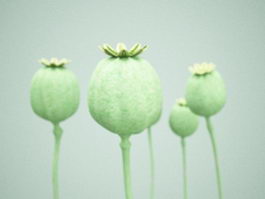 Opium poppy seed head 3d model preview