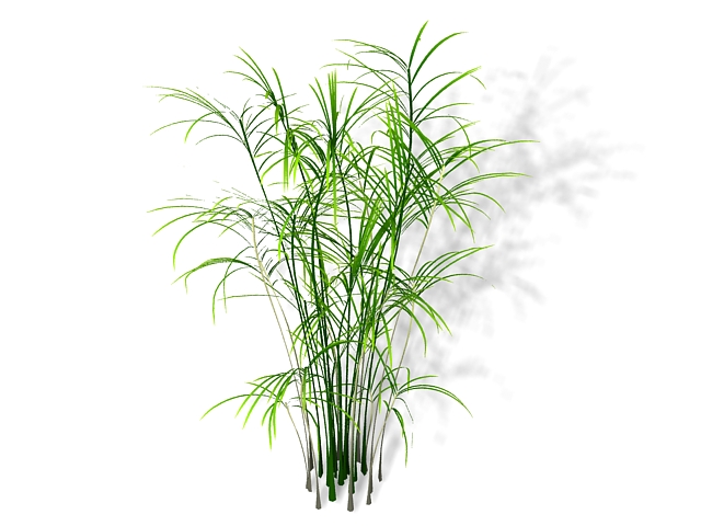 Bamboo palm houseplant 3d rendering