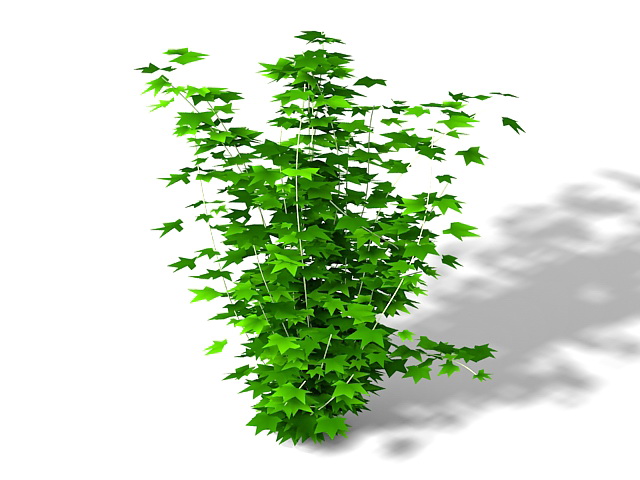 Maple leaf shrub 3d rendering