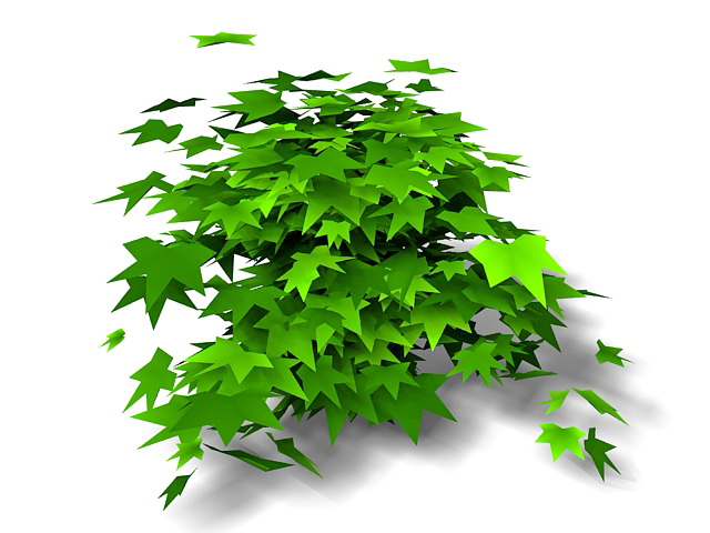 Maple shrub 3d rendering