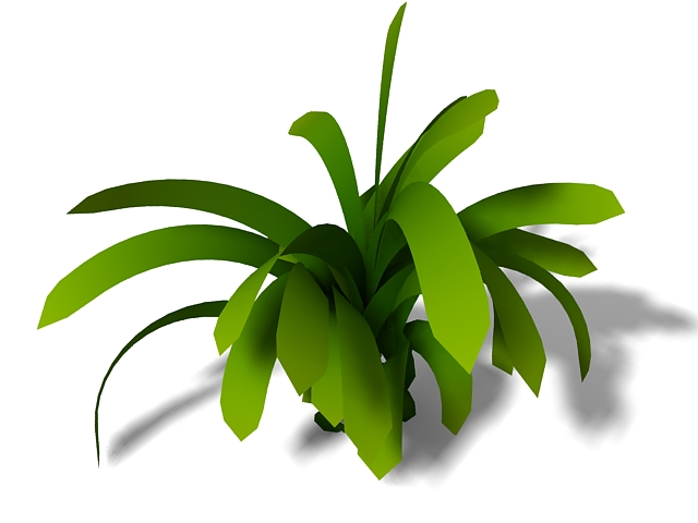 Kaffir lily houseplant 3d rendering