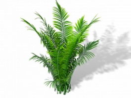 Areca palm ornamental plant 3d model preview
