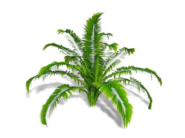 Ornamental fern 3d rendering
