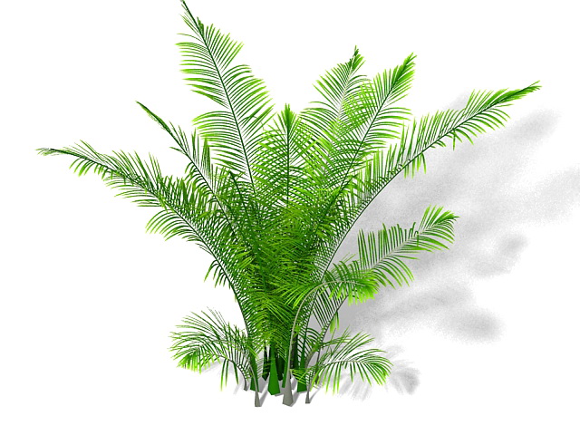 Ostrich fern plant 3d rendering