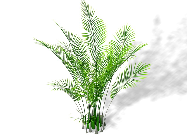 Ostrich fern ornamental plant 3d rendering