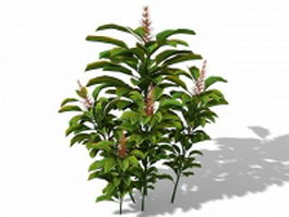 Butterfly ginger 3d model preview
