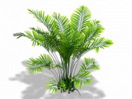 Areca palm plant 3d preview