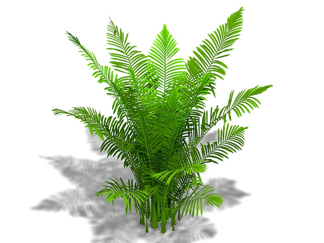 Areca palm plant 3d rendering