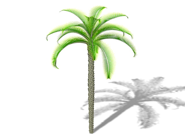 King sago palm 3d rendering