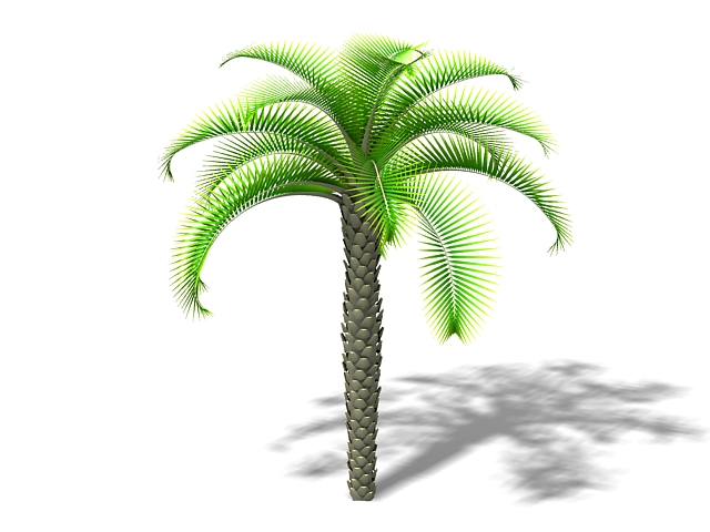 Queen sago palm 3d rendering