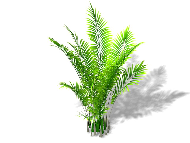 Areca palm plant 3d rendering