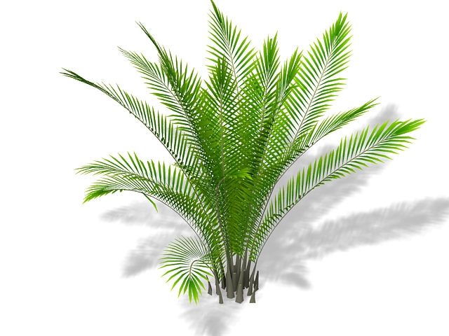 Areca bamboo palm plant 3d rendering