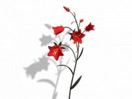 Clustered bellflower 3d model preview